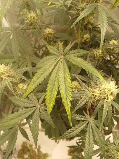 Seedsman's White widow auto. Week 7