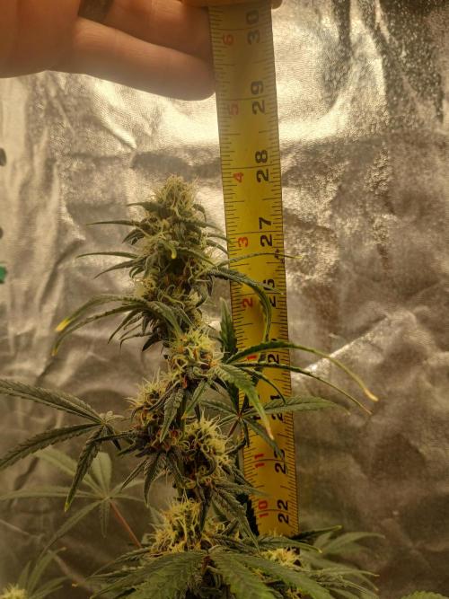 Seedsman's White widow auto. Week 7