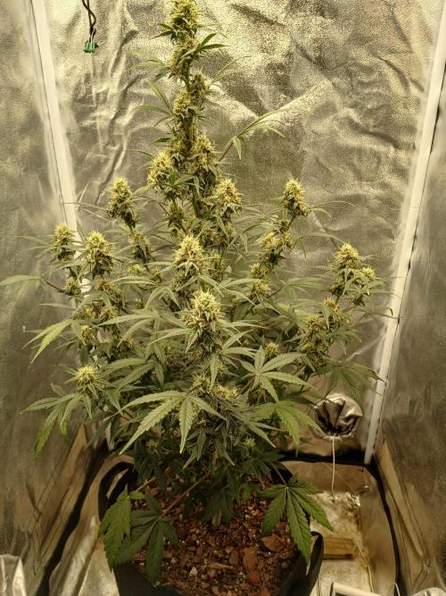 Seedsman's White widow auto. Week 8