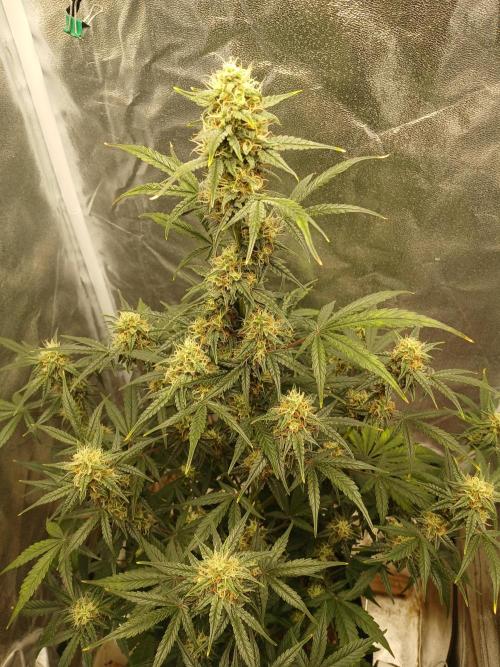 Seedsman's White widow auto. Week 8