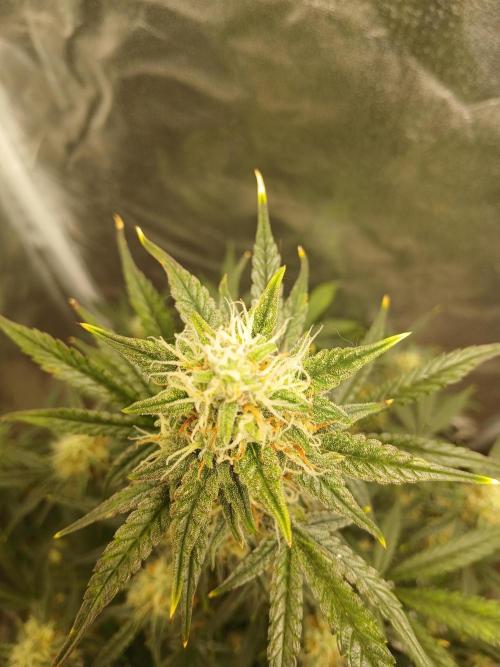 Seedsman's White widow auto. Week 8