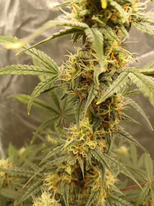 Seedsman's White widow auto. Week 8