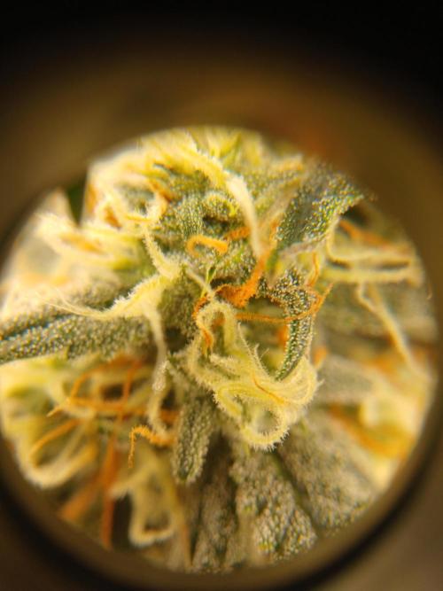 Seedsman's White widow auto. Week 8