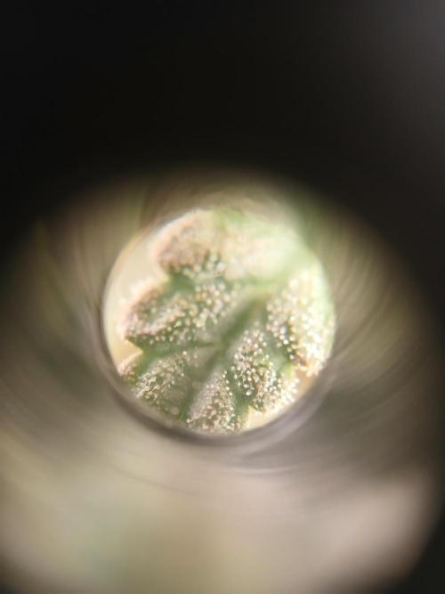 Seedsman's White widow auto. Week 8