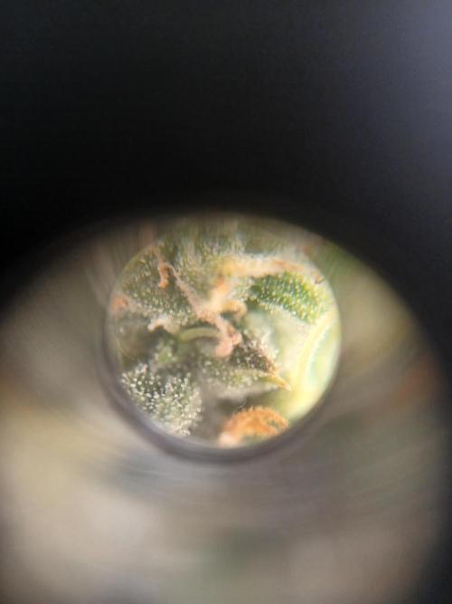 Seedsman's White widow auto. Week 8