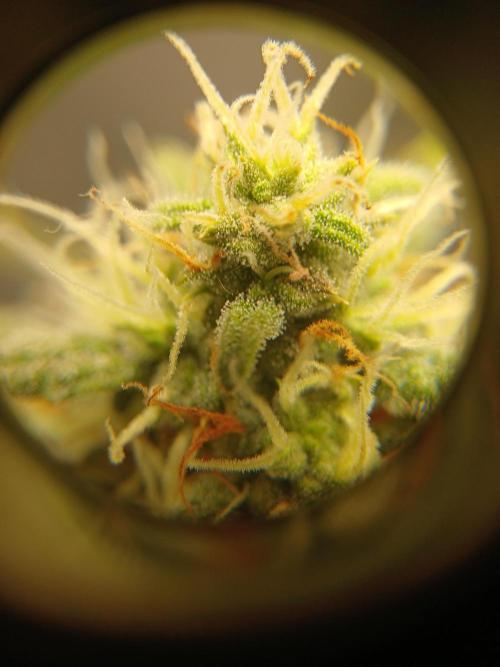 Seedsman's White widow auto. Week 8