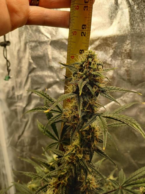 Seedsman's White widow auto. Week 8