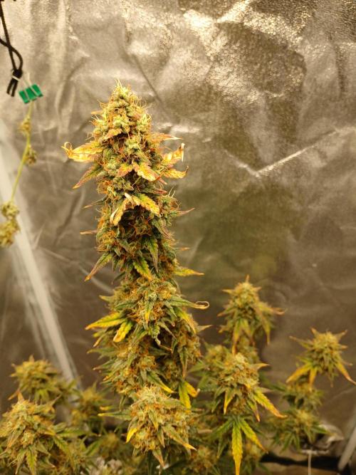 Seedsman's White widow auto. Week 9