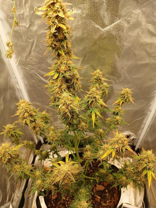 Seedsman's White widow auto. Week 9