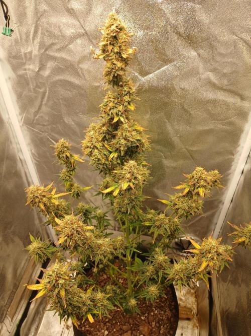 Seedsman's White widow auto. Week 10