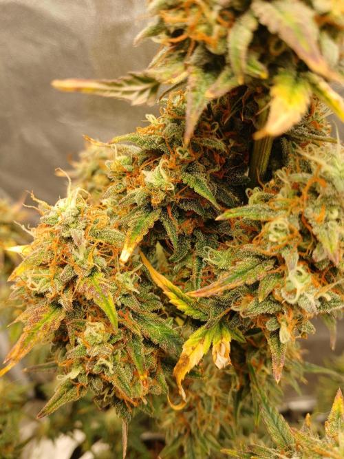 Seedsman's White widow auto. Week 10