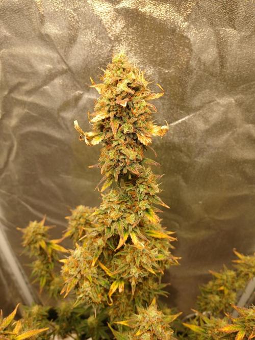 Seedsman's White widow auto. Week 10