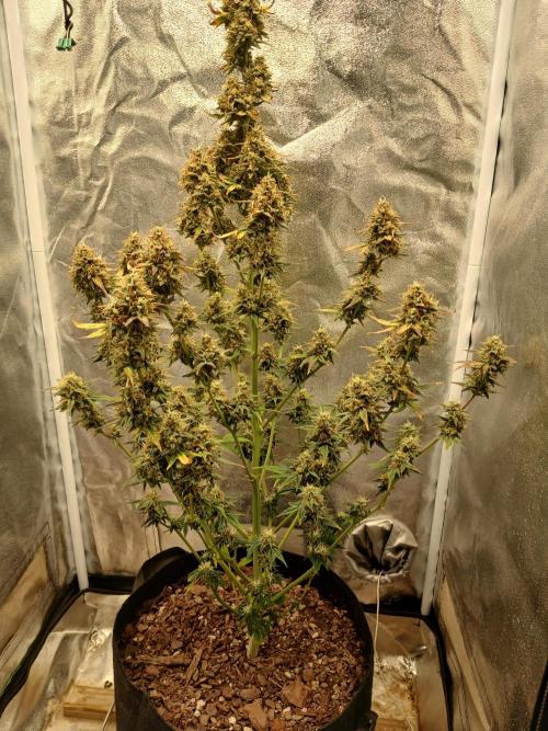 Seedsman's White widow auto. Week 10