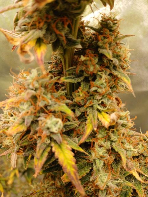 Seedsman's White widow auto. Week 11