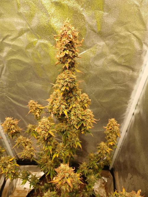 Seedsman's White widow auto. Week 11