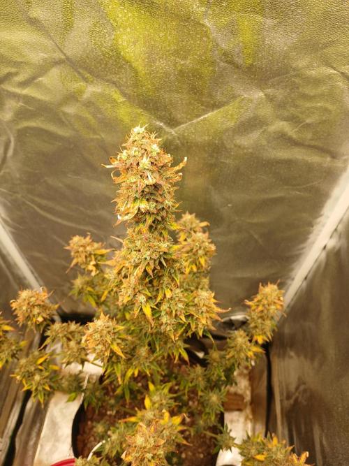 Seedsman's White widow auto. Week 11