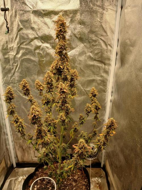 Seedsman's White widow auto. Week 11