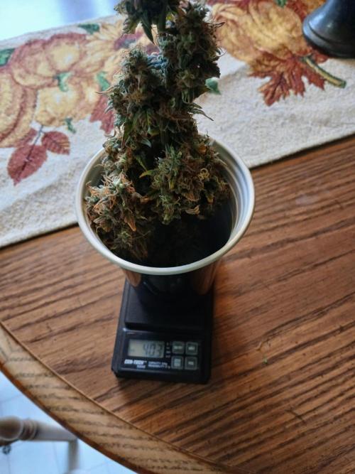 Seedsman's White widow auto. Week 11