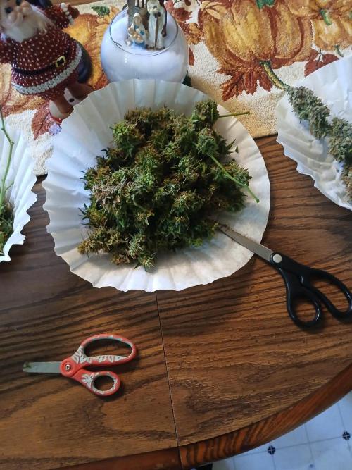 Seedsman's White widow auto. Week 11