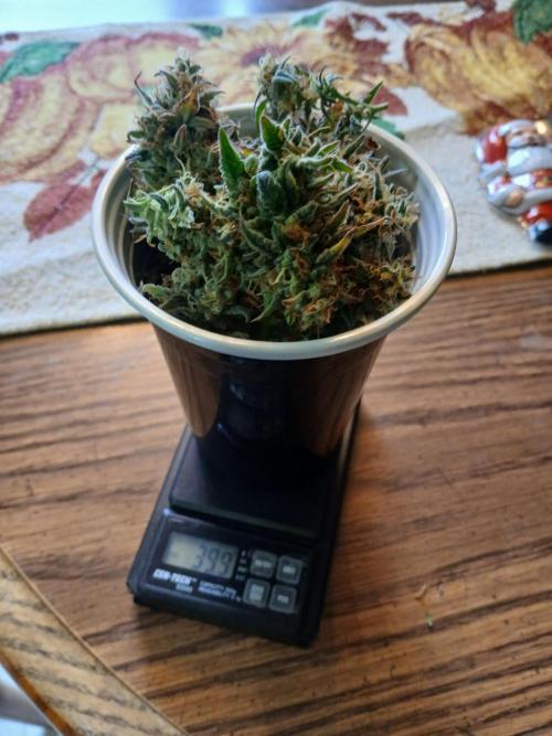 Seedsman's White widow auto. Week 11