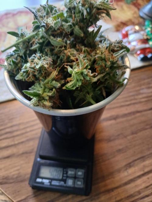 Seedsman's White widow auto. Week 11