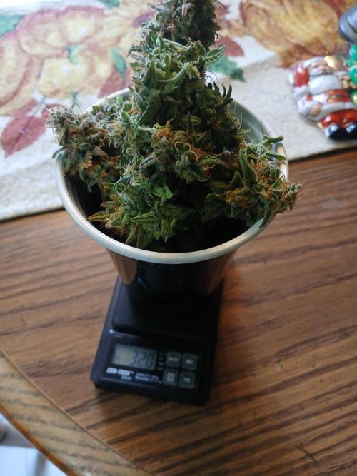 Seedsman's White widow auto. Week 11