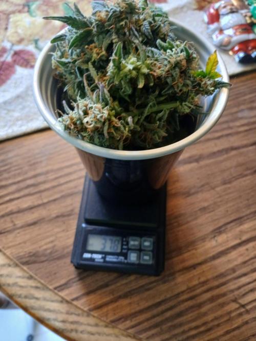 Seedsman's White widow auto. Week 11