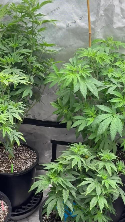 My 5x5 setup grow