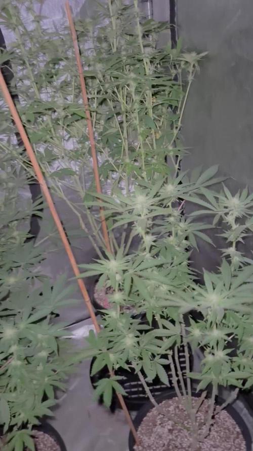 My 5x5 setup grow