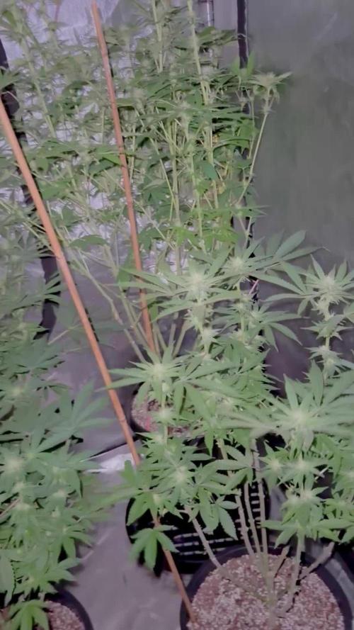 My 5x5 setup grow