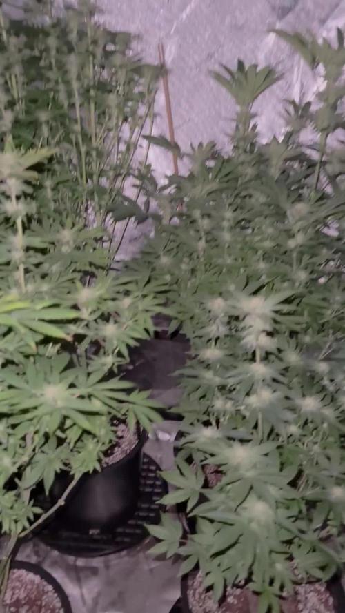 My 5x5 setup grow