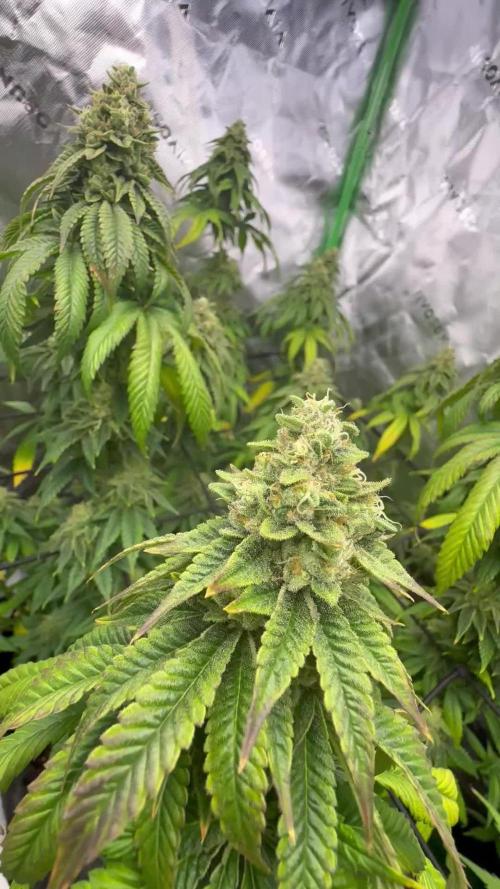 GG4 Sherbet Fast Flower