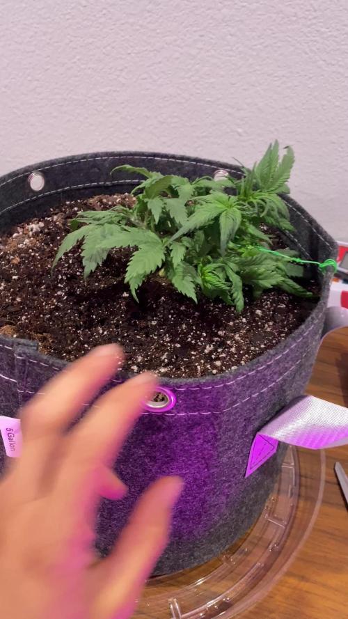 First Grow