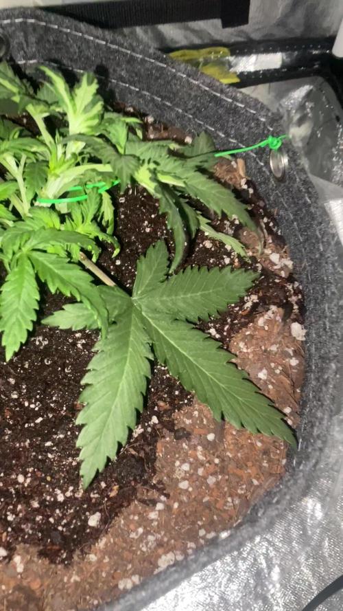 First Grow