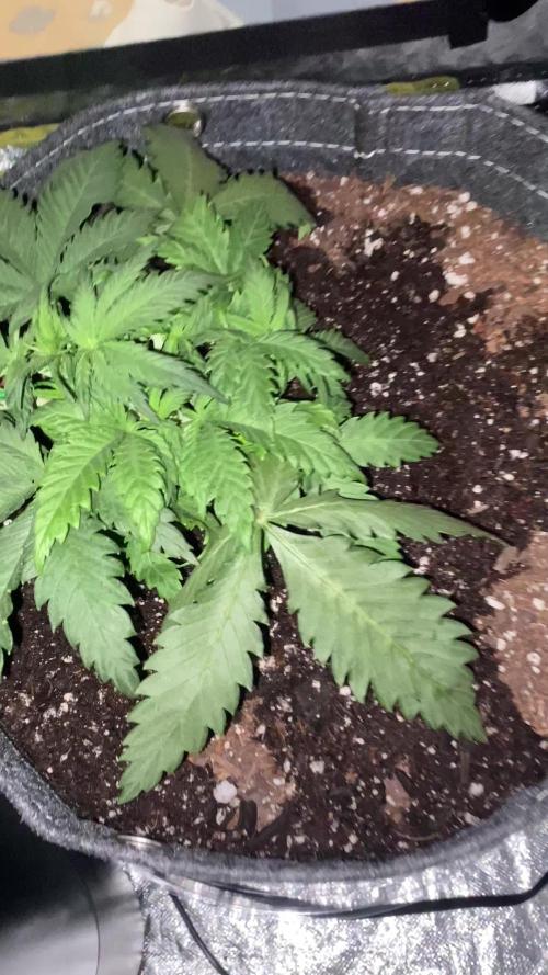 First Grow