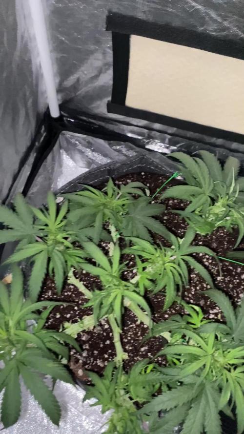 First Grow