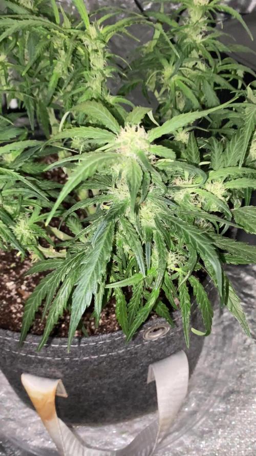 First Grow