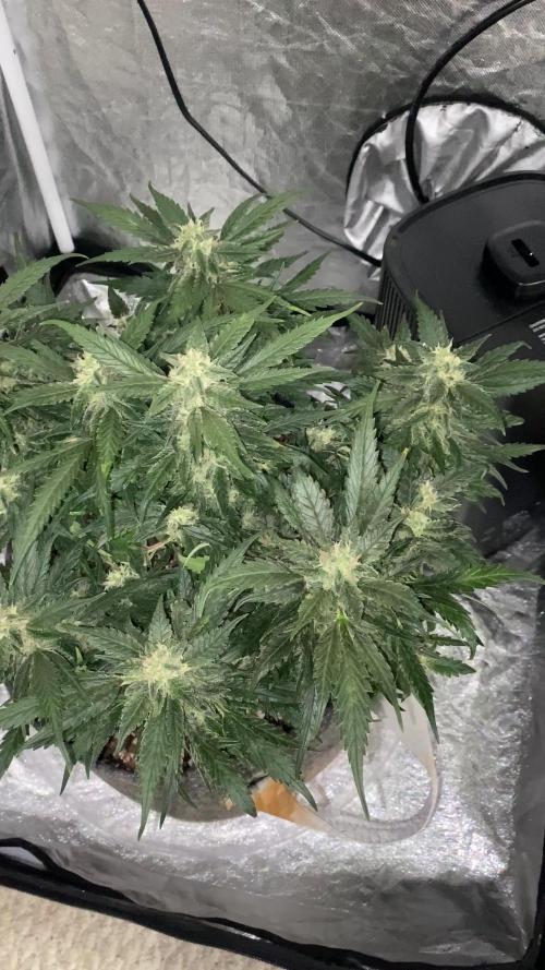 First Grow