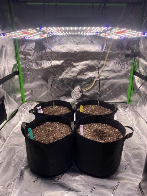 Grow #2. Week 1