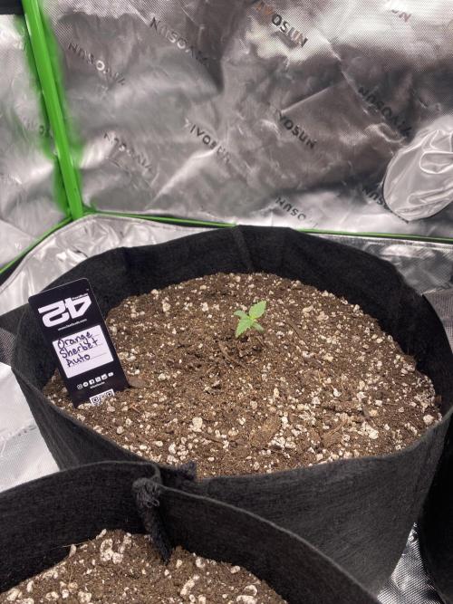 Grow #2. Week 1