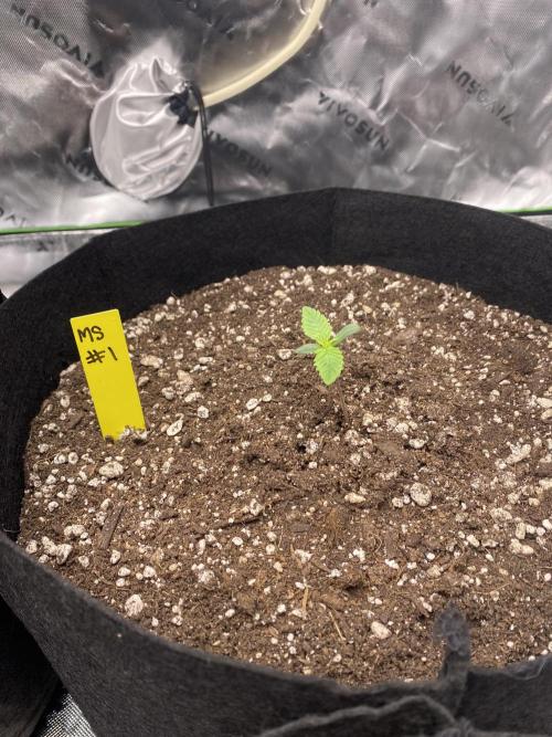 Grow #2. Week 1