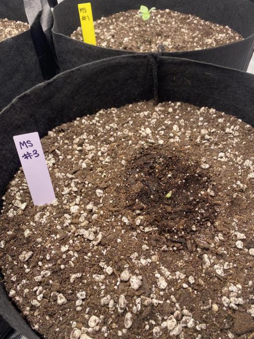Grow #2. Week 1 - Mystery strain #3 struggling to make it out of the soil