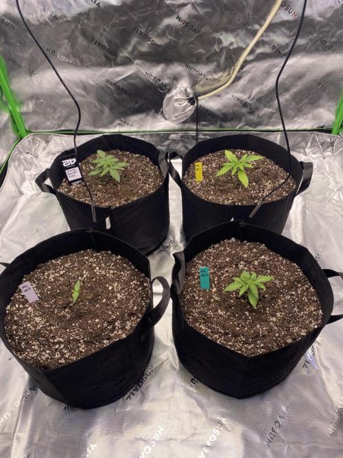 Grow #2. Week 2