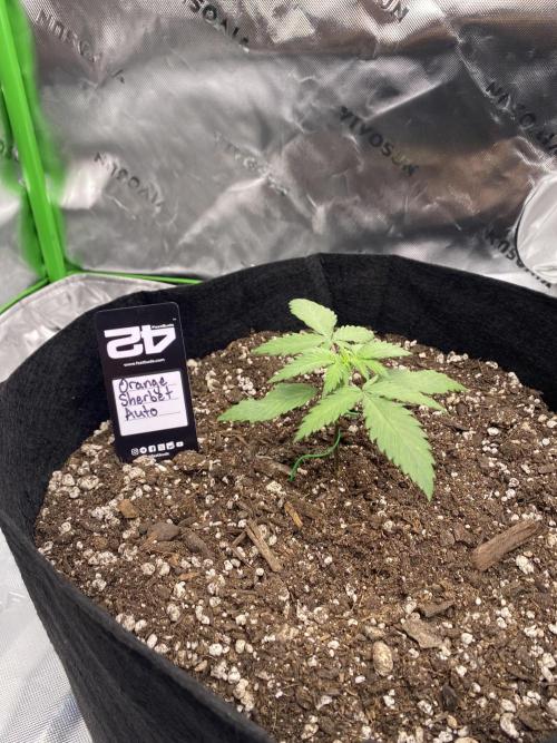 Grow #2. Week 2