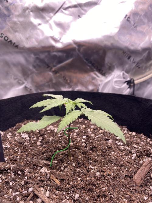 Grow #2. Week 2
