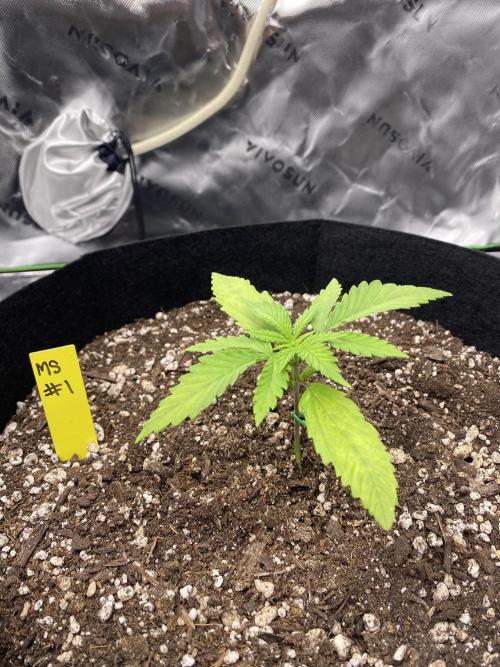 Grow #2. Week 2