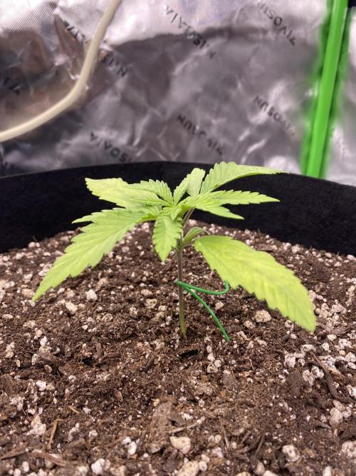 Grow #2. Week 2