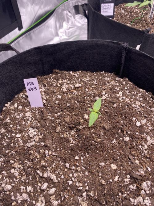 Grow #2. Week 2