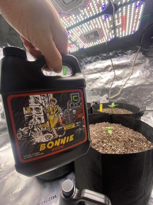 Grow #2. Week 2 - 2 ml/gal