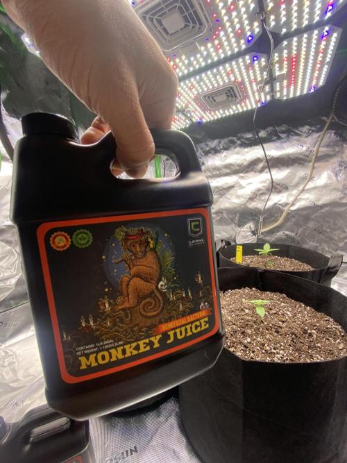 Grow #2. Week 2 - 8 ml/gal